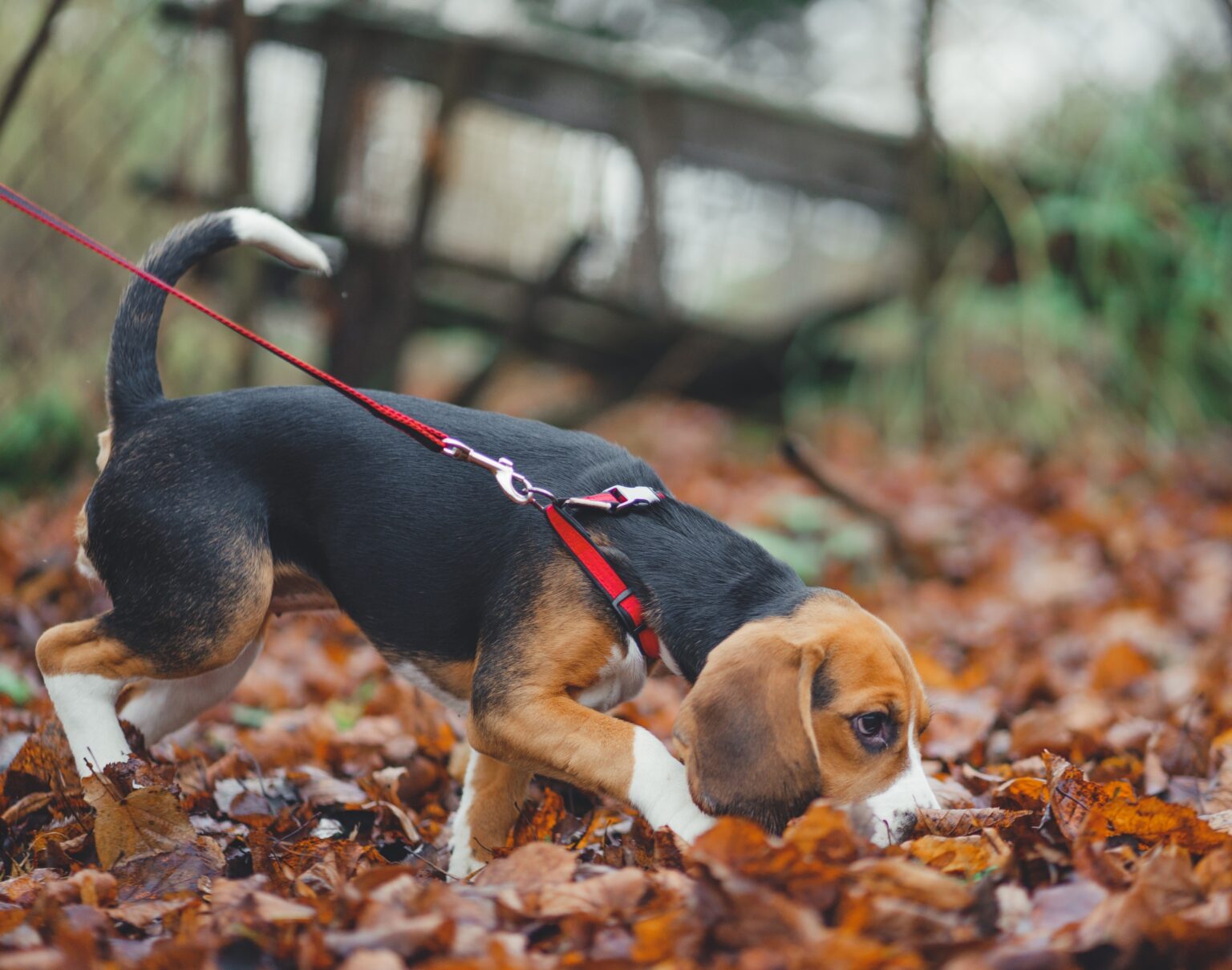 Modern Dogs Photobook AG Pixit